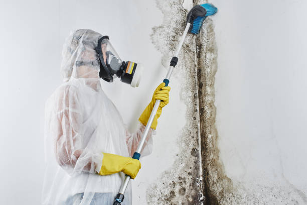 Home Mold Removal in Deerwood, TX
