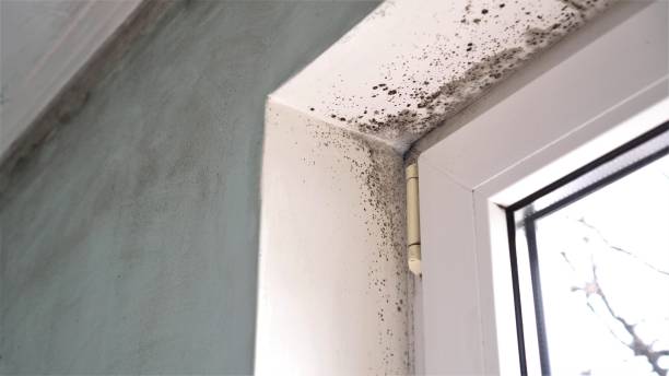 Best Mold Remediation  in Deerwood, TX