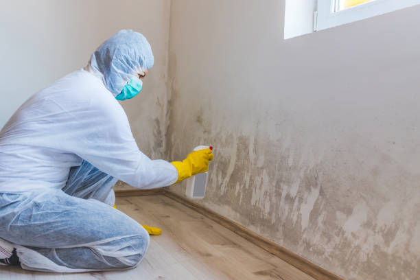 Best Attic Mold Removal  in Deerwood, TX