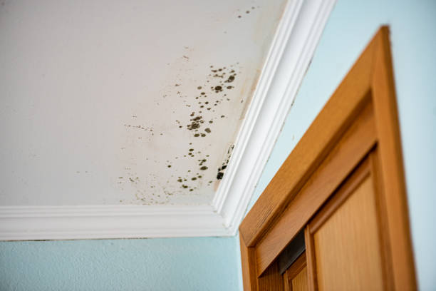  Deerwood, TX Mold Removal Pros