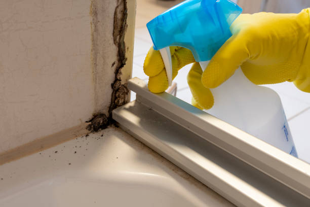 Office Mold Removal Services in Deerwood, TX
