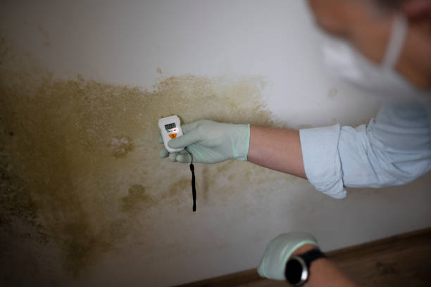 Best Local Mold Removal Service  in Deerwood, TX