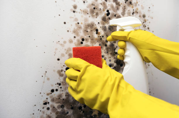Best Black Mold Removal  in Deerwood, TX