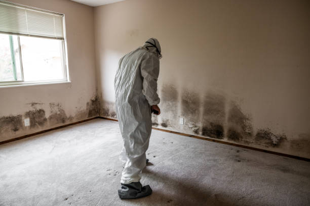 Best Toxic Mold Removal  in Deerwood, TX