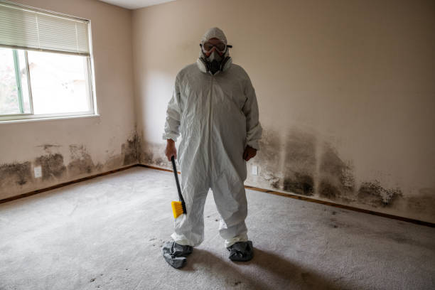 Reliable Deerwood, TX Mold Removal Solutions