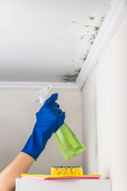 Best Professional Mold Removal  in Deerwood, TX